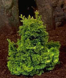 Dense and bushy, the Chamaecyparis obtusa Nana Lutea - Golden Dwarf Hinoke Cypress showcases small leaves against a dark background.