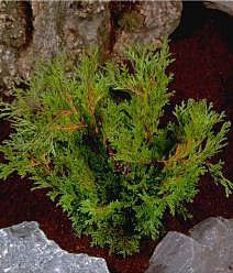 The Chamaecyparis obtusa Pygmaea, a small green Hinoke False Cypress, enhances the landscape with its evergreen charm. Nestled in brown soil and rocks, this resilient rockery plant blends harmoniously with its rugged surroundings.