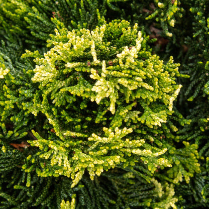 Close-up of dense Chamaecyparis obtusa Yellow tip foliage, showcasing alternating green and yellow shades, characteristic of this Hinoki Cypress.