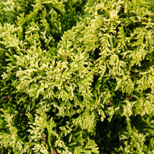 Close-up of dense, green branches from the Chamaecyparis obtusa Yellow Tip with needle-like leaves, an exquisite evergreen conifer known for its lush foliage.