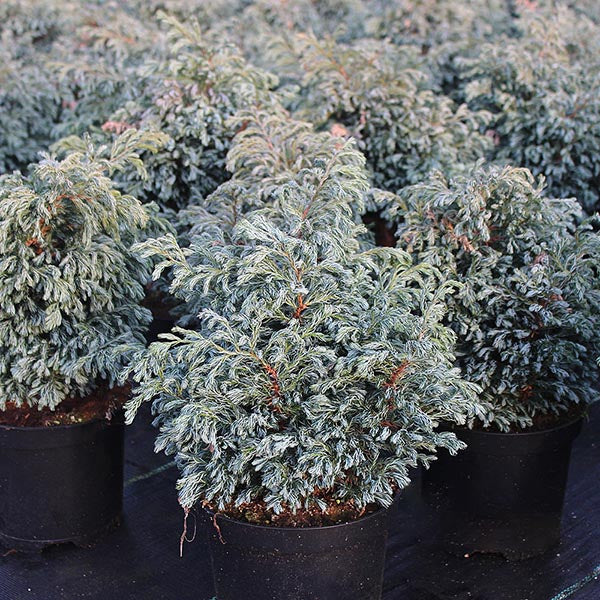 Several Chamaecyparis pisifera Boulevard (Blue Moss Cypress) shrubs, featuring dense, silvery-blue foliage, are arranged in rows on a flat surface.