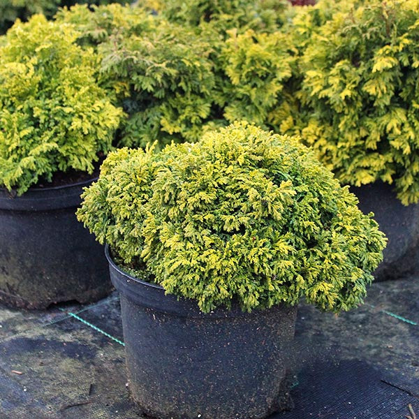 A potted Chamaecyparis pisifera Nana, showcasing its dense, vibrant green foliage, sits on a dark surface surrounded by similar potted plants.