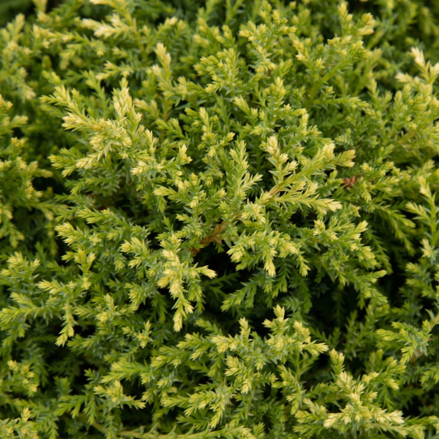 A close-up of lush green foliage with small, needle-like leaves highlights the compact conical shape of the evergreen conifer Chamaecyparis pisifera Silver Surprise.