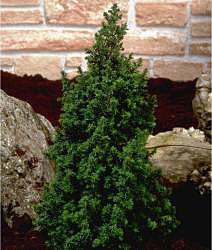 Chamaecyparis thyoides Andelyensis - Cypress, a small evergreen tree with dense blue-green foliage and a columnar shape, is displayed among large rocks against a brick wall.