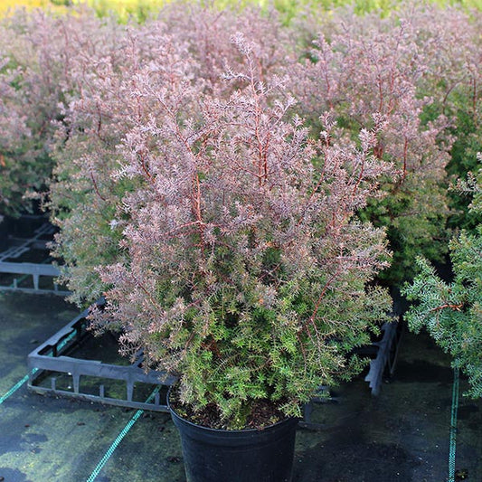 The Chamaecyparis thyoides Ericoides - Coast White Cedar, a potted conifer shrub with dense, feathery foliage and a reddish tint, stands proudly among other evergreens on the nursery bench.