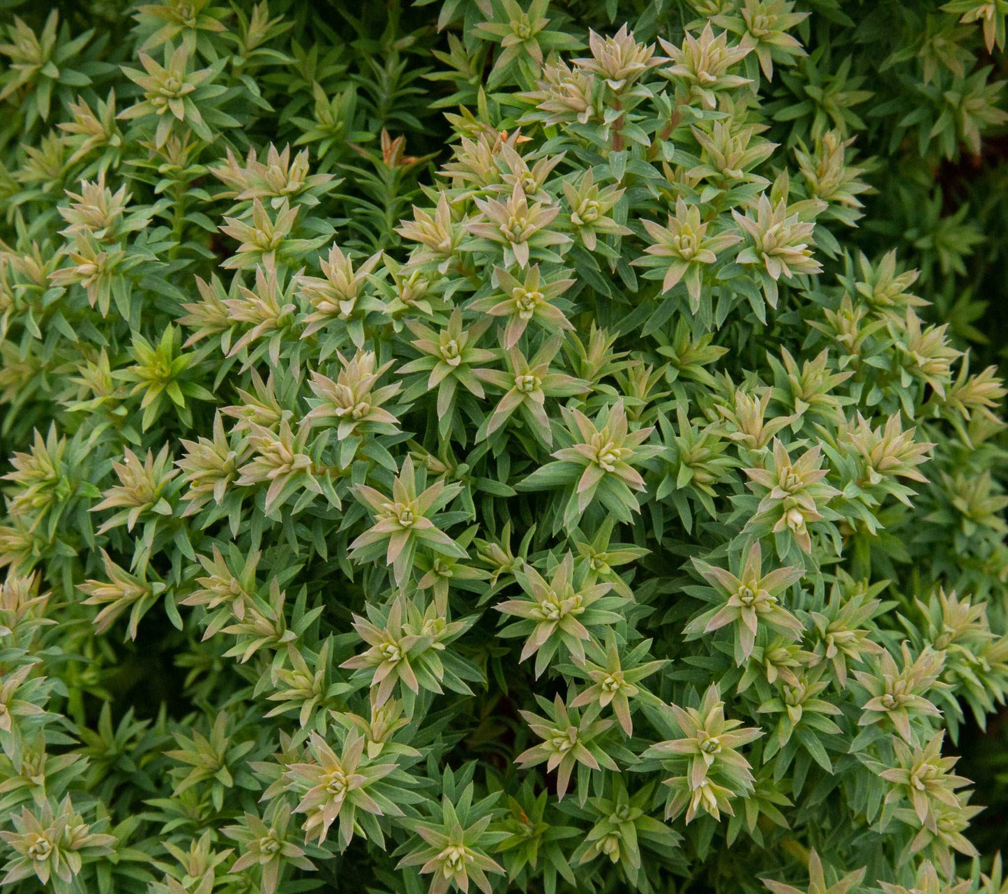 The Chamaecyparis thyoides Rubicon, also known as Rubicon White Cedar, is a dense green dwarf conifer shrub with small pointed leaves that feature light green and slightly brownish tips, adding an evergreen charm.