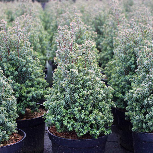 Rows of Chamaecyparis thyoides Rubicon, known as Rubicon White Cedar, with dense, spiky foliage exhibit the charm of these dwarf conifers.