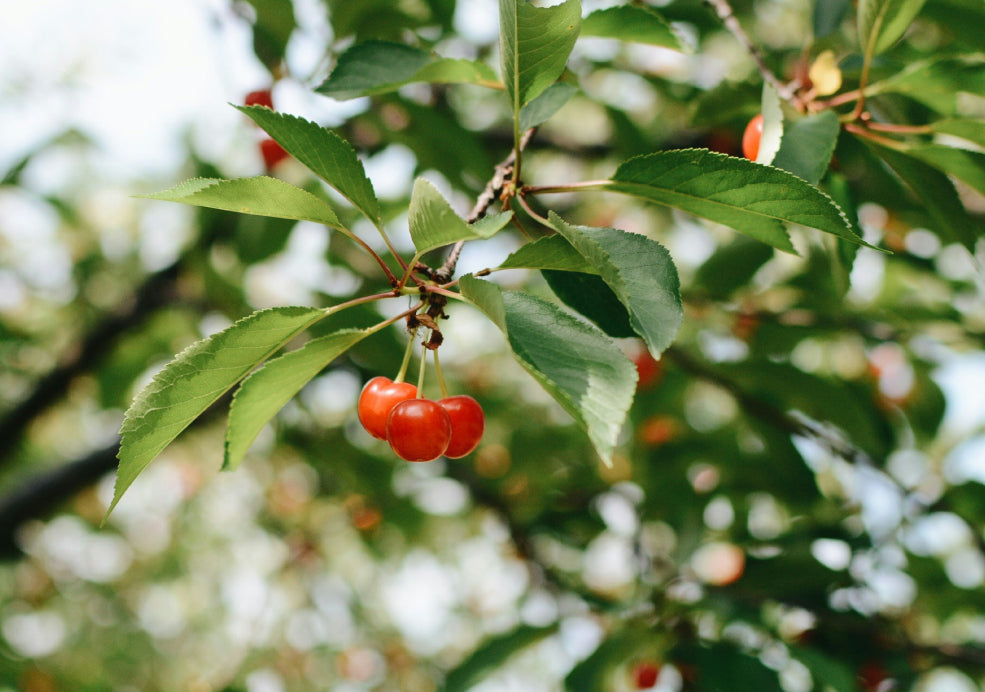 Cherry Trees: A Symbol of Spring’s Joy.