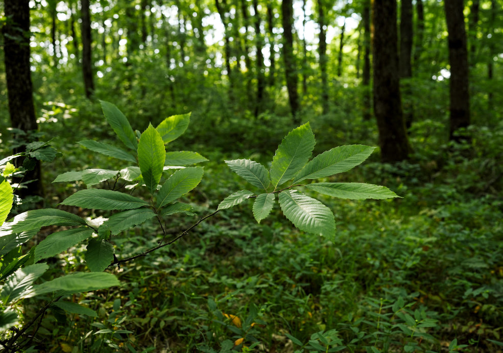 Close-up of green leaves on a branch in a sunlit forest, with trees and undergrowth in the background.