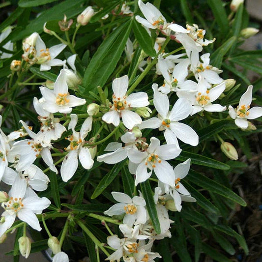 The Choisya Aztec Pearl - Mexican Orange Blossom is an evergreen shrub featuring white flowers with five petals and green leaves, providing year-round beauty and fragrance to any garden.