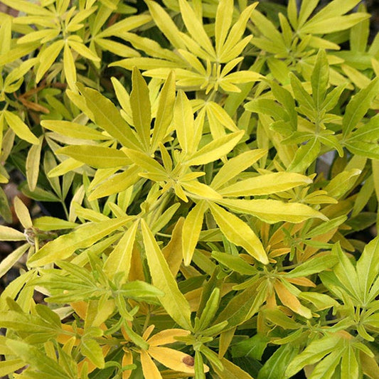 Close-up of lush, green and yellow variegated leaves with distinct shapes, characteristic of the fragrant Choisya Goldfingers - Mexican Orange Blossom evergreen shrub.