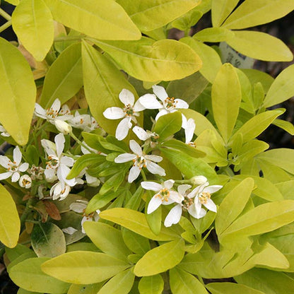 Close-up of small white flowers surrounded by the vibrant green leaves of the Choisya Sundance - Mexican Orange Blossom.