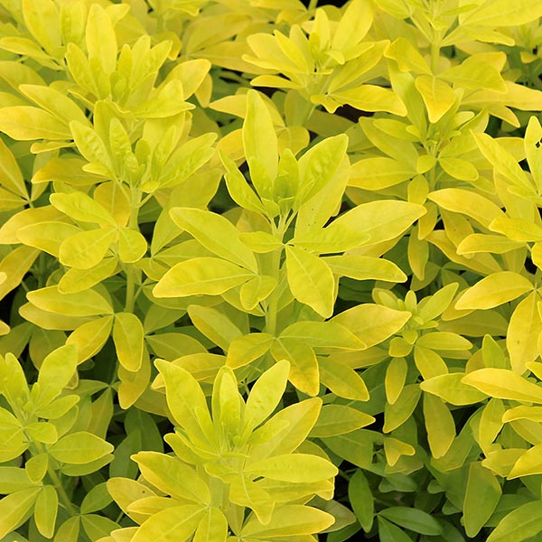 The Choisya Sundance - Mexican Orange Blossom is an evergreen plant with densely packed leaves and bright yellow foliage, offering a vibrant display.