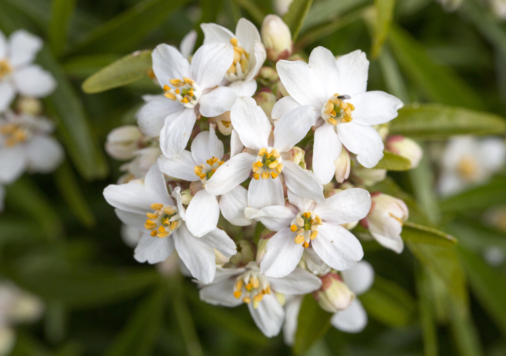 A Haven for Pollinators and Year-Round Interest.