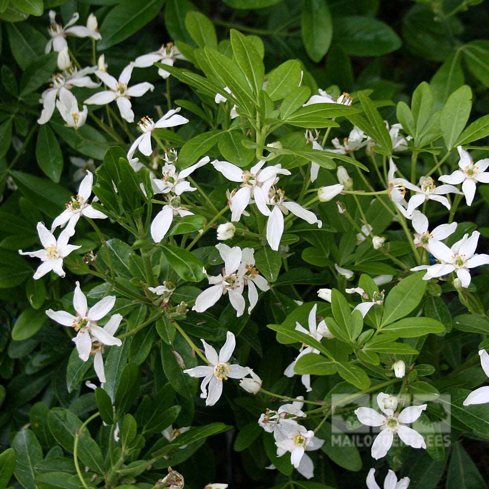 The Choisya ternata, or Mexican Orange Blossom, features clusters of sweetly scented flowers with elongated petals and bright green leaves, adding a delightful aroma to its surroundings.