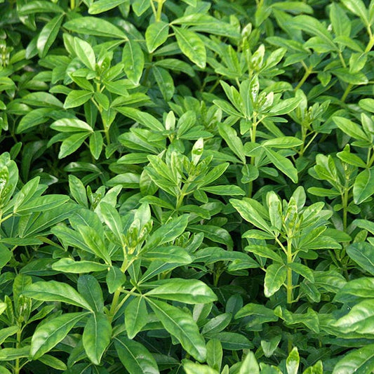 Choisya ternata - Mexican Orange Blossom