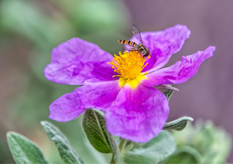 Cistus: A Sun-Lover with Mediterranean Charm.