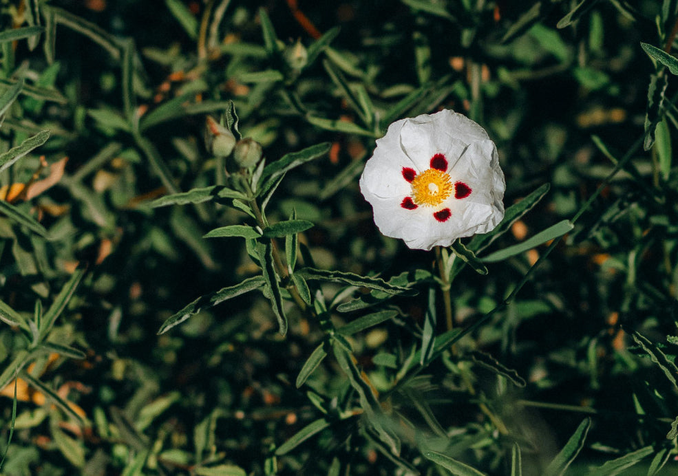 Hardy and Drought-Tolerant.