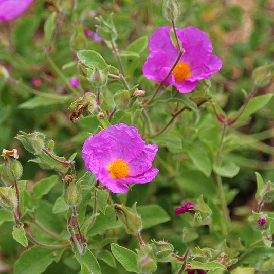 Cistus creticus, also known as Rock Rose Cretan, offers evergreen interest with its pink flowers featuring bright yellow centers and green foliage. This vibrant variety adds charm to any garden as its summer blooms flourish.