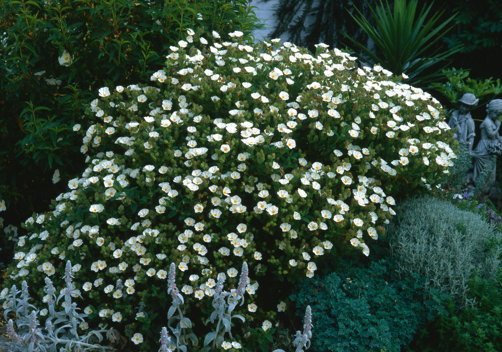 A Friend to Pollinators and a Year-Round Feature.