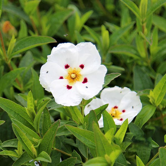 The Cistus x dansereaui Decumbens Rock Rose boasts white flowers with red spots and a vibrant yellow center, elegantly set among green leaves, making it an ideal groundcover for your garden.