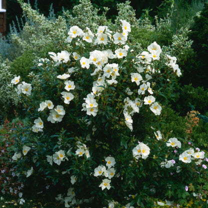 In a garden setting, the Cistus x florentinus - Rock Rose stands resilient against coastal winds, adorned with numerous white flowers featuring vibrant yellow centers.