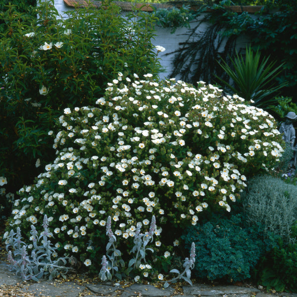 A dense evergreen shrub, Cistus x florentinus - Rock Rose, with small white flowers blooms in the garden. Surrounded by green plants and a stone path, its resilient to coastal winds and enhances the serene setting with charm and texture.