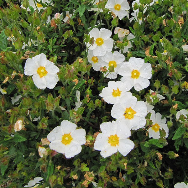 White flowers with yellow centers and raindrops adorn the lush foliage of Cistus x florentinus, an evergreen shrub perfectly suited for coastal winds.