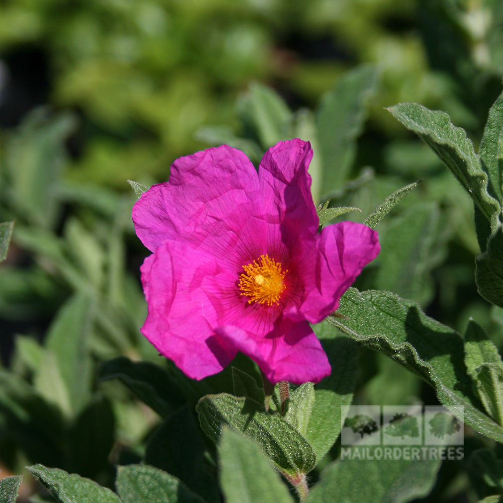 The Cistus x pulverulentus Sunset Rock Rose features vibrant pink blooms with yellow centers, contrasting beautifully against its lush evergreen leaves.