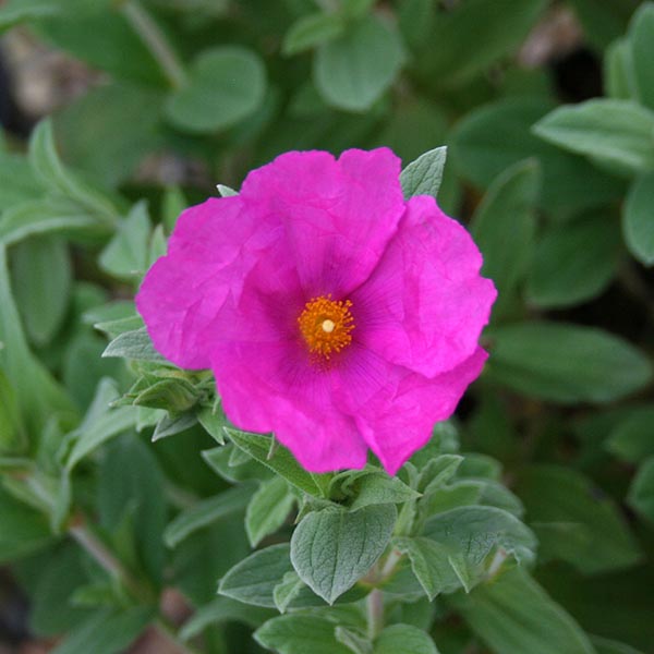 The Cistus x pulverulentus Sunset - Rock Rose features vibrant magenta petals and a bright yellow center, surrounded by lush evergreen leaves.