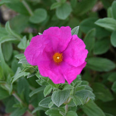 Cistus x pulverulentus Sunset - Rock Rose