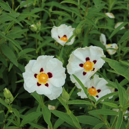 The Cistus x purpureus Alan Fradd, known as the Rock Rose, showcases drought-tolerant evergreen beauty with white flowers that have yellow centers and dark red spots amidst lush green leaves.