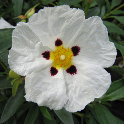 The Cistus x purpureus Alan Fradd Rock Rose features drought-tolerant white, crinkled petals with five dark red spots near the center, a yellow core, and lush green leaves.