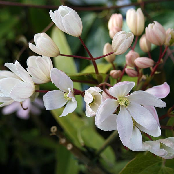 Close-up of Clematis Apple Blossom - Evergreen Clematis, featuring pale pink flowers and buds with aromatic allure, set against a backdrop of green leaves.