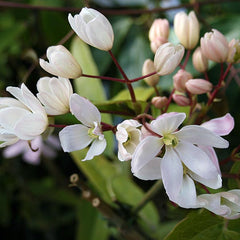 Clematis Apple Blossom - Evergreen Clematis