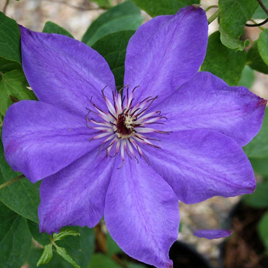 Clematis Elsa Spath - Clematis