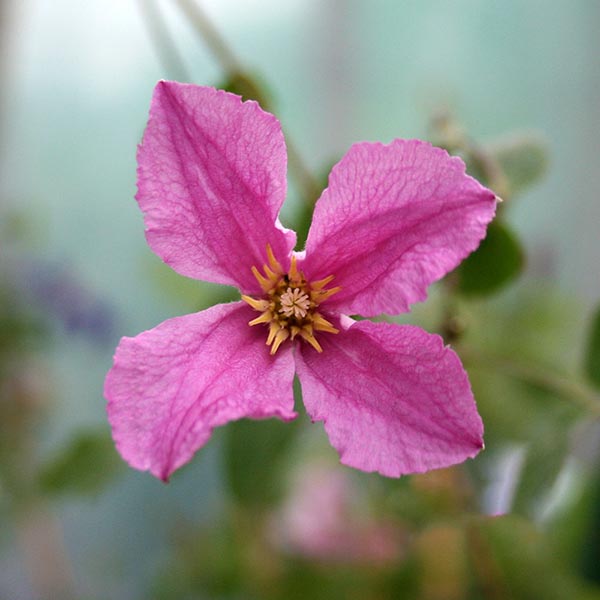 Close-up of a Clematis Henryetta - Clematis, a popular climber, showcasing pink petals and yellow stamens at the center against a blurred green background.