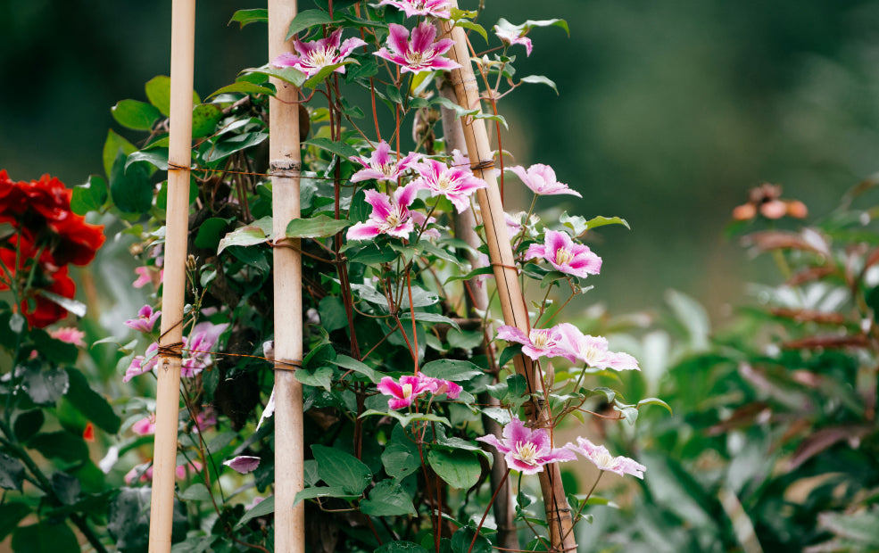 Clematis: A Climber of Unmatched Beauty.