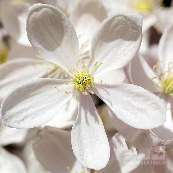 Close-up of a Clematis armandii - Evergreen Clematis showcasing five white petals, a yellow center, and a touch of sweet fragrance.