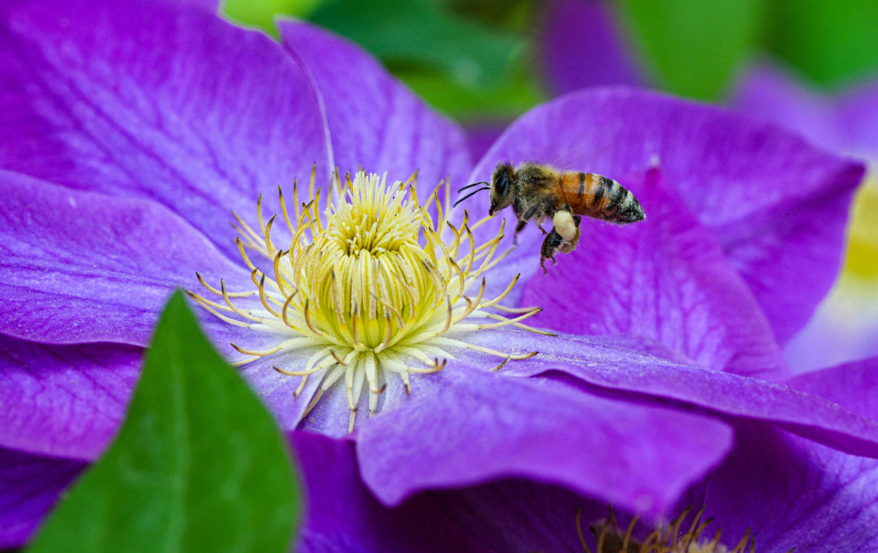 A Delight for Pollinators and Gardeners Alike.