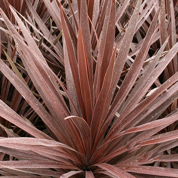 Close-up of a Cordyline Red Star - Cabbage Tree, featuring long, narrow, pointed leaves in rich reddish-brown tones.