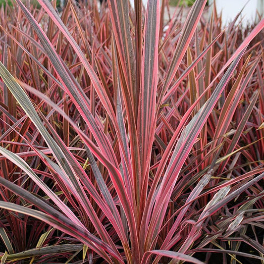 The Cordyline Southern Splendour - Cabbage Tree features vibrant, upright clusters of red and green pointed leaves, highlighting its colourful foliage.