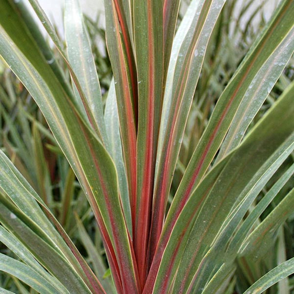 Close-up of the Cordyline Sundance - Cabbage Tree, featuring long, pointed green leaves with red accents in an elegant fan shape. Drought-tolerant and exotic, this plant adds dramatic flair to any landscape.