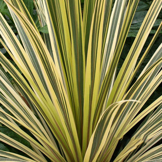 Close-up of a variegated yucca plant with long, pointed leaves in green and yellow hues, reminiscent of the vibrant Cordyline Torbay Dazzler - Cabbage Tree.