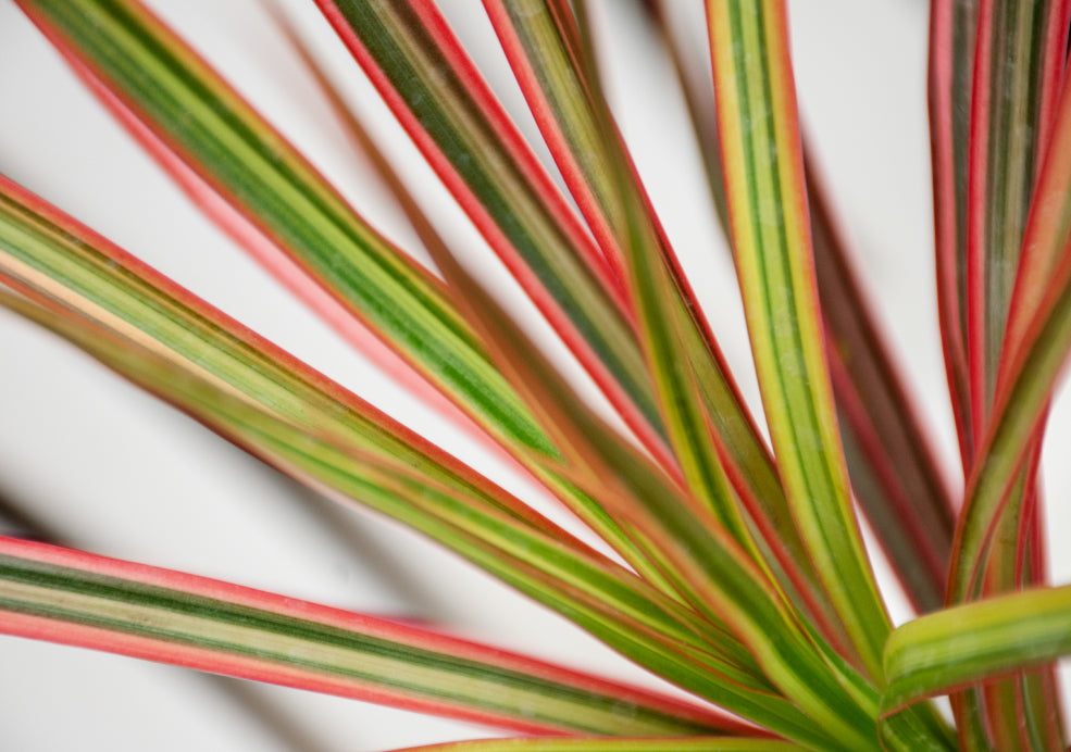 Cordyline: A Tropical Touch for the British Garden.