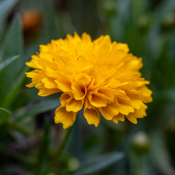 Coreopsis Grandiflora Early Sunrise