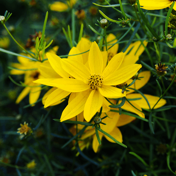 Close-up of golden-yellow blooms from the hardy perennial, Coreopsis verticillata 'Zagreb', surrounded by lush green foliage.