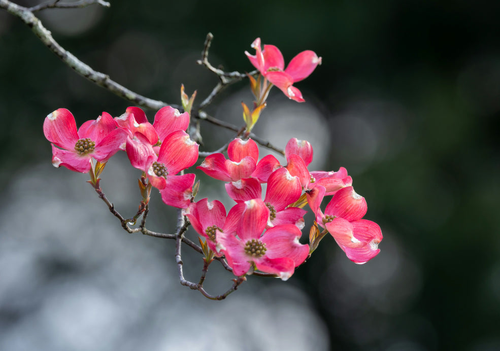 Cornus: A Seasonal Star with Striking Colour.