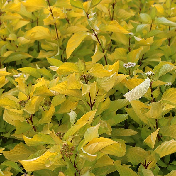 Dense growth of Cornus Aurea - Red Barked Dogwood, with yellow leaves and clusters of small white flowers, creates a striking winter interest.