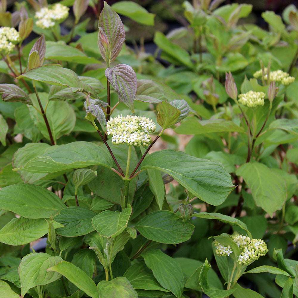 The Cornus Baton Rouge, a vibrant Red-barked Dogwood, thrives outdoors with its green foliage and clusters of small white flowers, highlighted by striking coral-red stems.